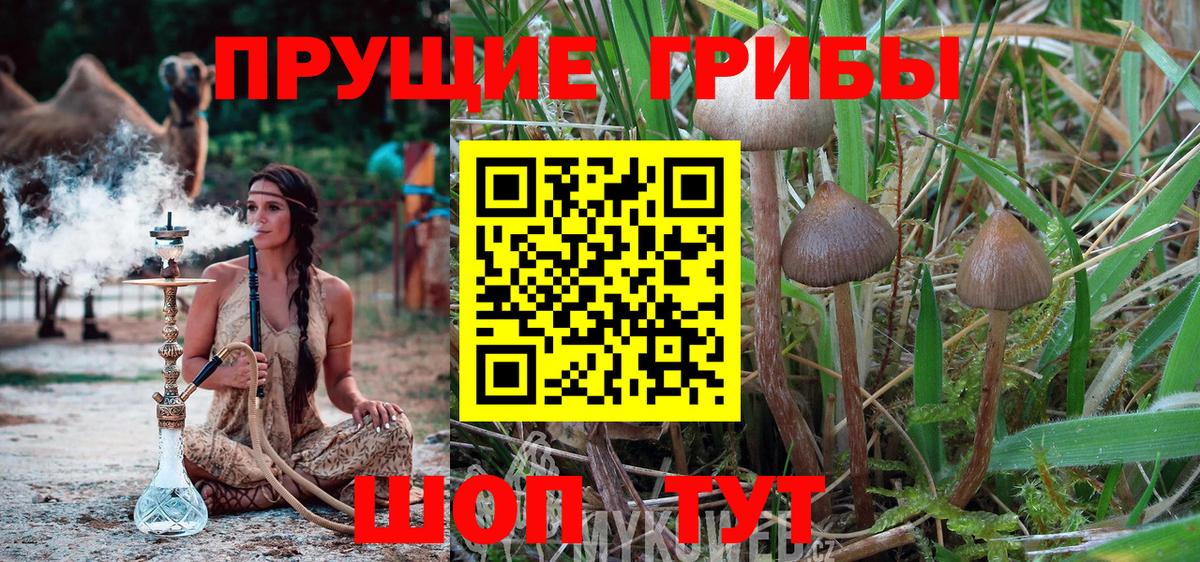 Дзержинск  Псилоцибиновые грибы Psilocybine cubensis  Вход с VPN  Псилоцибиновые грибы мухоморы 